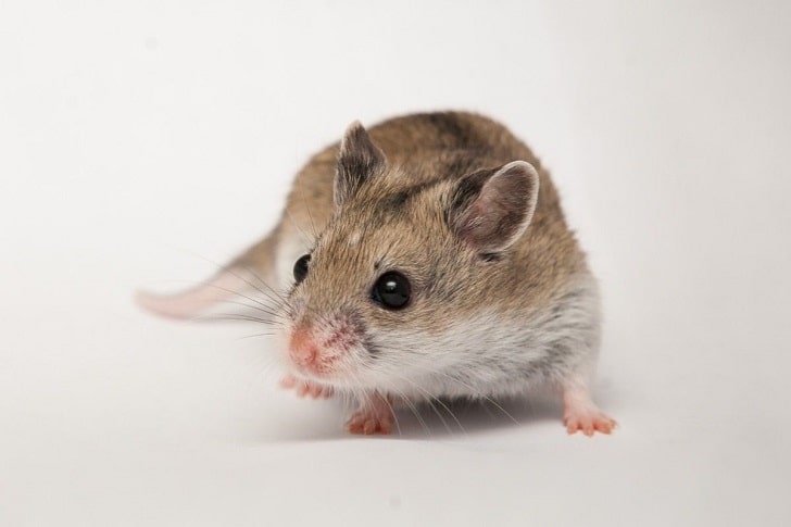 Çin Cüce Hamster Bakımı