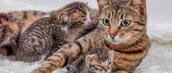 Doğum Sonrası Anne Kedi ve Yavru Kedi Bakımı (Mahremiyet Alanı)