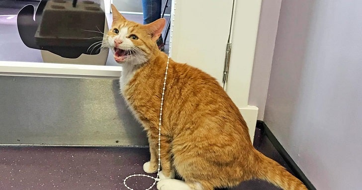 Kedilerde Demans veya Bunama