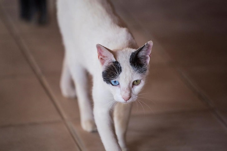Kedim Neden Zayıflıyor (Kedi Kilo Kaybı Nedenleri)