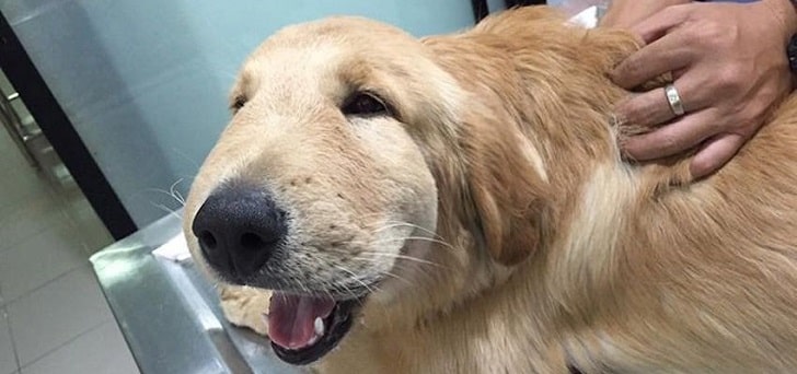 Köpeği Arı Sokması Tedavisi Nasıl Yapılır